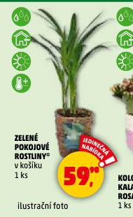 ZELENÉ POKOJOVÉ ROSTLINY