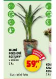 ZELENÉ POKOJOVÉ ROSTLINY