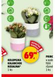 KOLOPEJKA KALANCHOE ROSALINA