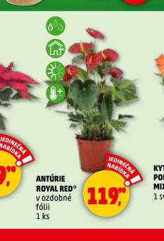 ANTRIE ROYAL RED