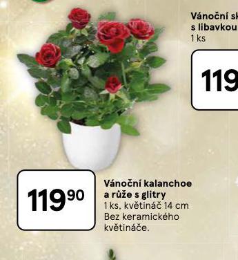 VÁNOČNÍ KALANCHOE A RŮŽE S GLITRY