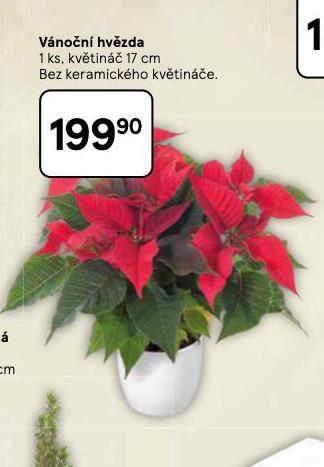 VÁNOČNÍ HVĚZDA