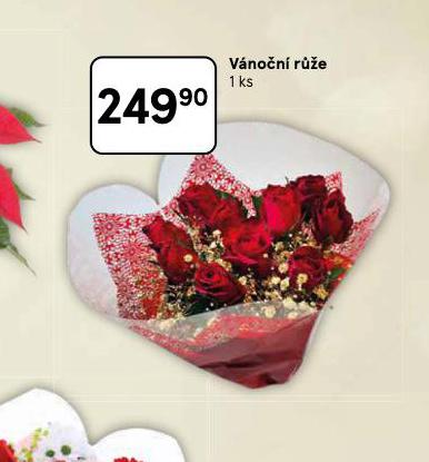 VÁNOČNÍ RŮŽE