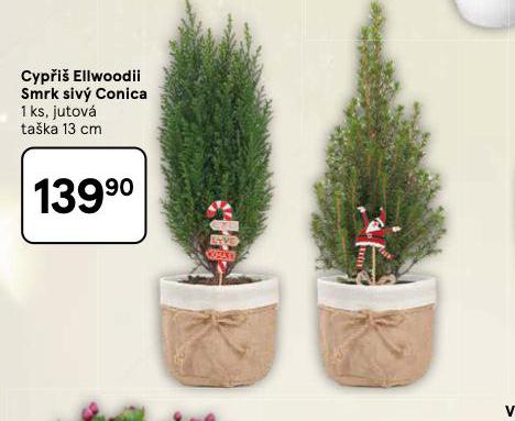 CYPŘIŠ ELLWOODII SMRK SIVÝ CONICA