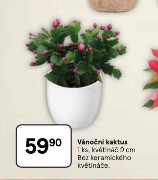 VÁNOČNÍ KAKTUS