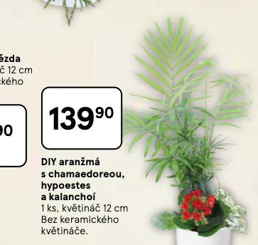 DIY ARANŽMÁ S CHAMAEDOREOU, HYPOESTES A KALANCHOÍ