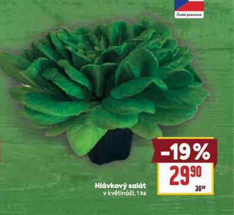 HLÁVKOVÝ SALÁT