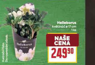 HELLEBORUS