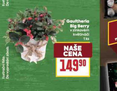 GAULTHERIA BIG BERRY