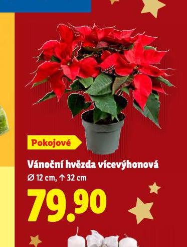 VNON HVZDA VCEVHONOV