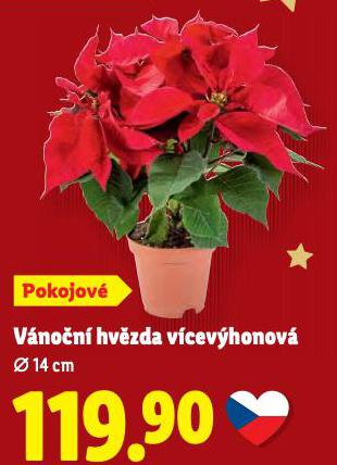 VÁNOČNÍ HVĚZDA VÍCEVÝHONOVÁ