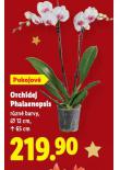 ORCHIDEJ PHALAENOPSIS