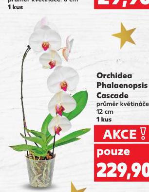 ORCHIDEA PHALAENOPSIS