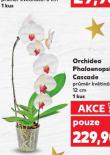 ORCHIDEA PHALAENOPSIS
