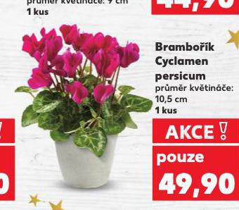 BRAMBOK CYCLAMEN PERSICUM
