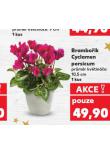 BRAMBOK CYCLAMEN PERSICUM