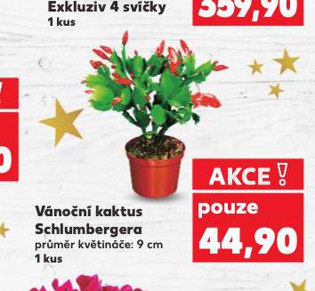 VÁNOČNÍ KAKTUS