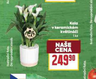 KALA V KERAMICKÉM KVĚTINÁČI
