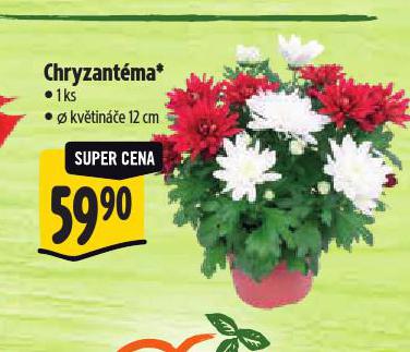 CHRYZANTMA