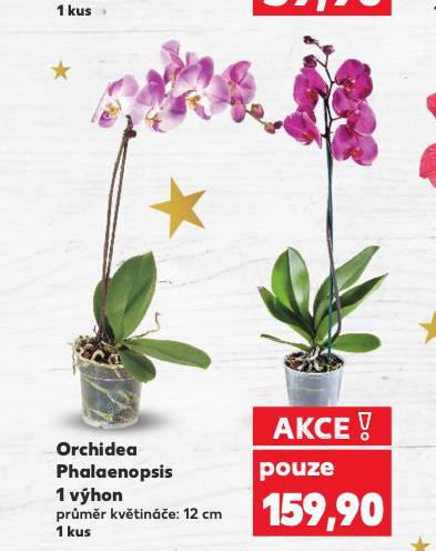 ORCHIDEA PHALAENOPSIS