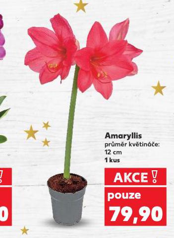 AMARYLLIS