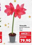 AMARYLLIS