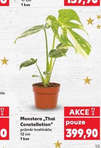 MONSTERA "THAI CONSTELLATION"