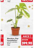 MONSTERA "THAI CONSTELLATION"