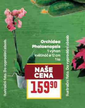 ORCHIDEA - PHALAENOPSIS