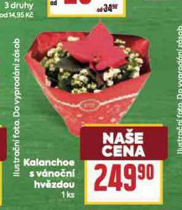 KALANCHOE S VNON HVZDOU