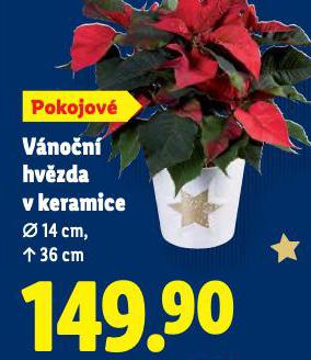 VÁNOČNÍ HVĚZDA V KERAMICE