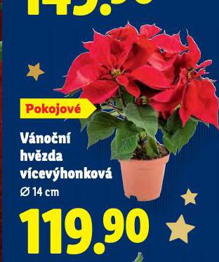 VÁNOČNÍ HVĚZDA VÍCEVÝHONKOVÁ