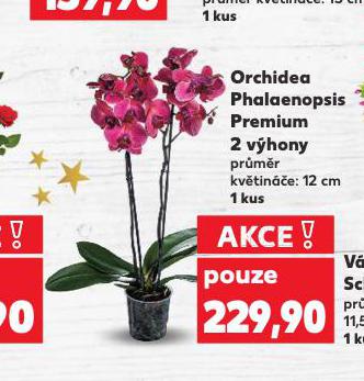ORCHIDEA PHALAENOPSIS