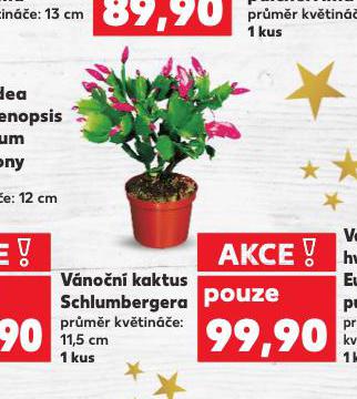 VÁNOČNÍ KAKTUS