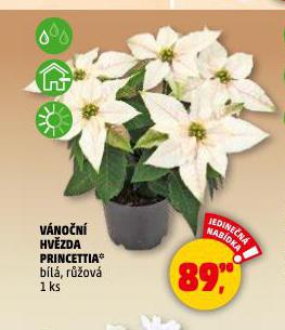 VNON HVZDA PRINCETTIA