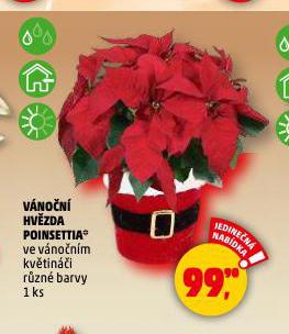 VÁNOČNÍ HVĚZDA POINSETTIA