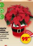 VNON HVZDA POINSETTIA