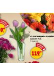 KYTICE HYACINT A TULIPÁNY