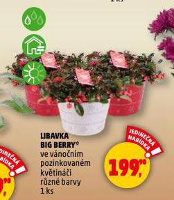 LIBAVKA BIG BERRY
