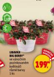 LIBAVKA BIG BERRY