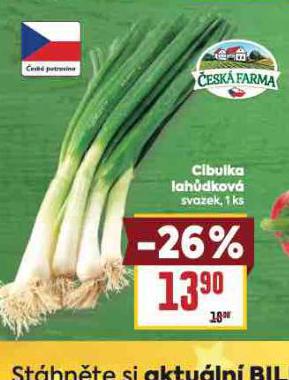 CIBULKA ALAHŮDKOVÁ