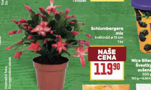 SCHLUMBERGERA MIX