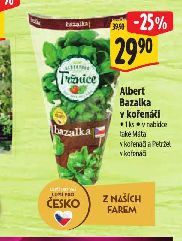 BAZALKA V KOŘENÁČI