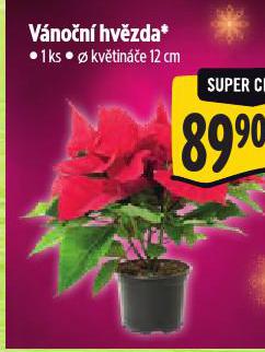 VÁNOČNÍ HVĚZDA