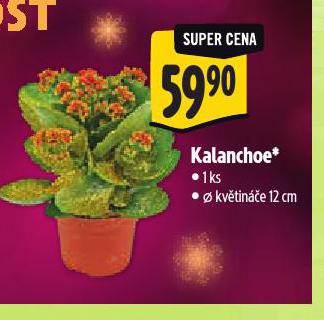 KALANCHOE