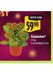 KALANCHOE