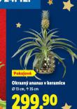 OKRASNÝ ANANAS V KERAMICE