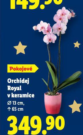 ORCHIDEJ