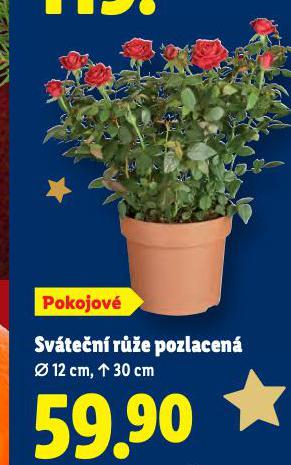 SVÁTEČNÍ RŮŽE POZLACENÁ