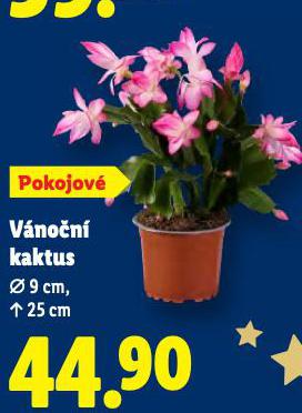 VÁNOČNÍ KAKTUS